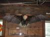 Eagle in museum_thumb.jpg 2.4K